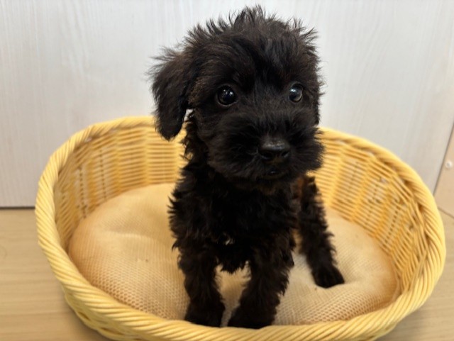 シュナプー(トイプードル×Mシュナウザー)♂・2025/8/24生まれ・ブリンドル