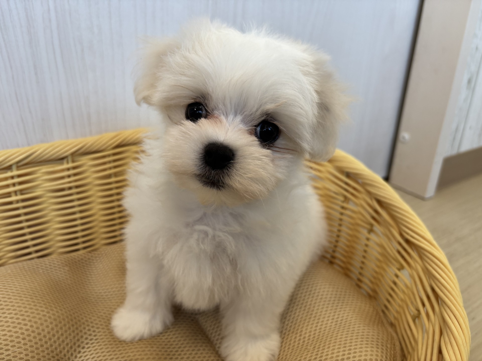 マルチーズ♀・2025/9/5生まれ・ホワイト