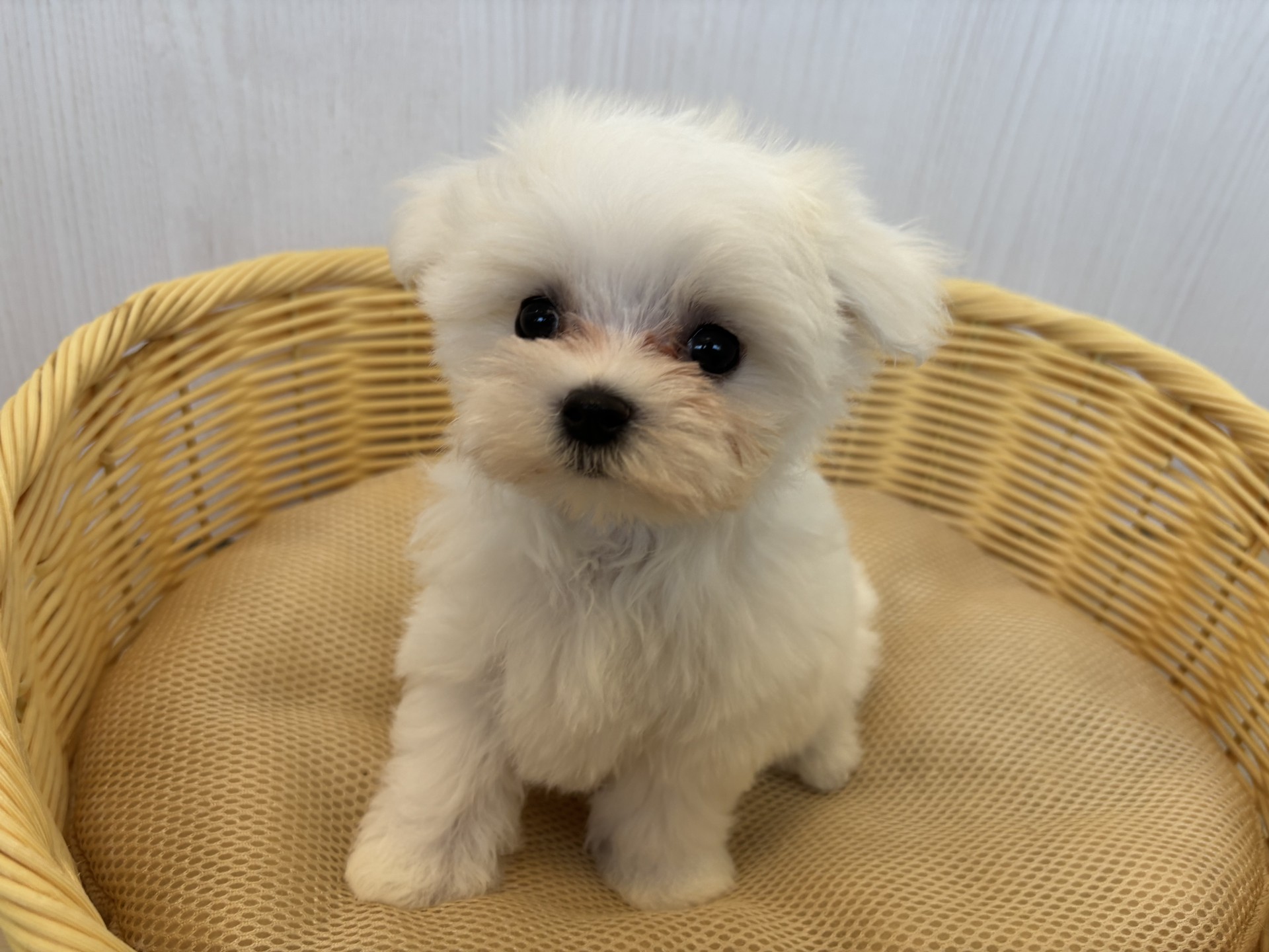 マルチーズ♀・2025/9/5生まれ・ホワイト