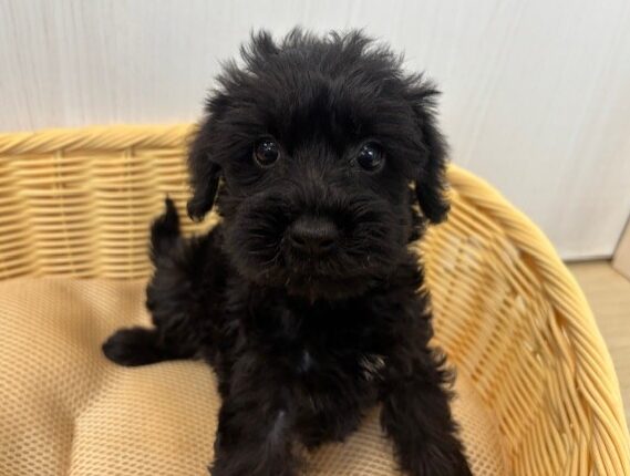 シュナプー(トイプードル×Mシュナウザー)♀・2025/8/24生まれ・ブラック