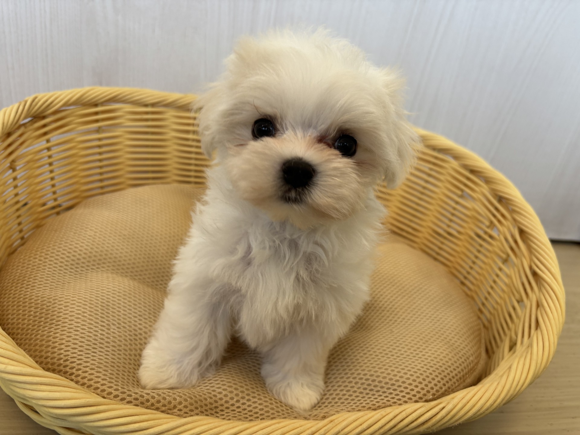 マルチーズ♂・2025/9/5生まれ・ホワイト