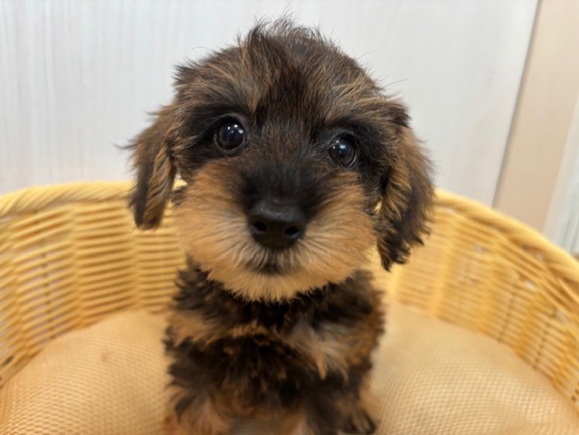 シュナプー(トイプードル×Mシュナウザー)♀・2025/8/24生まれ・ブリンドルタン