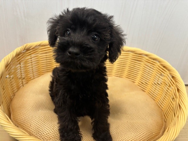 シュナプー(トイプードル×Mシュナウザー)♂・2025/8/24生まれ・ブラック