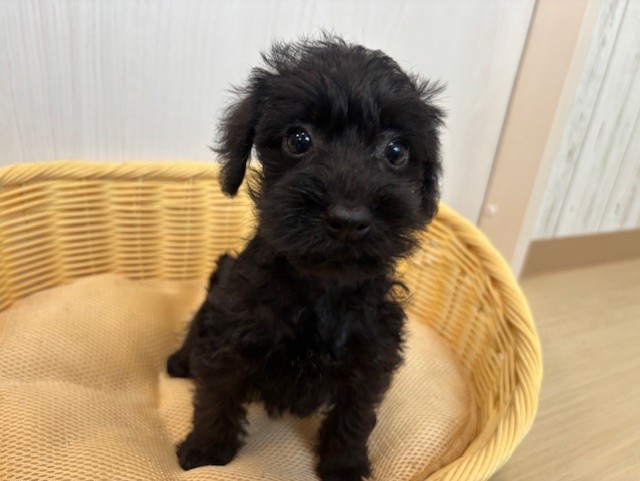 シュナプー(トイプードル×Mシュナウザー)♀・2025/8/24生まれ・ブラック