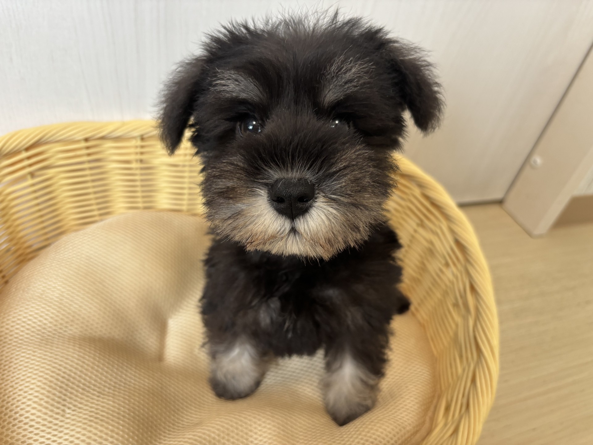 ミニチュアシュナウザー♀・2025/8/12生まれ・ブラック＆シルバー