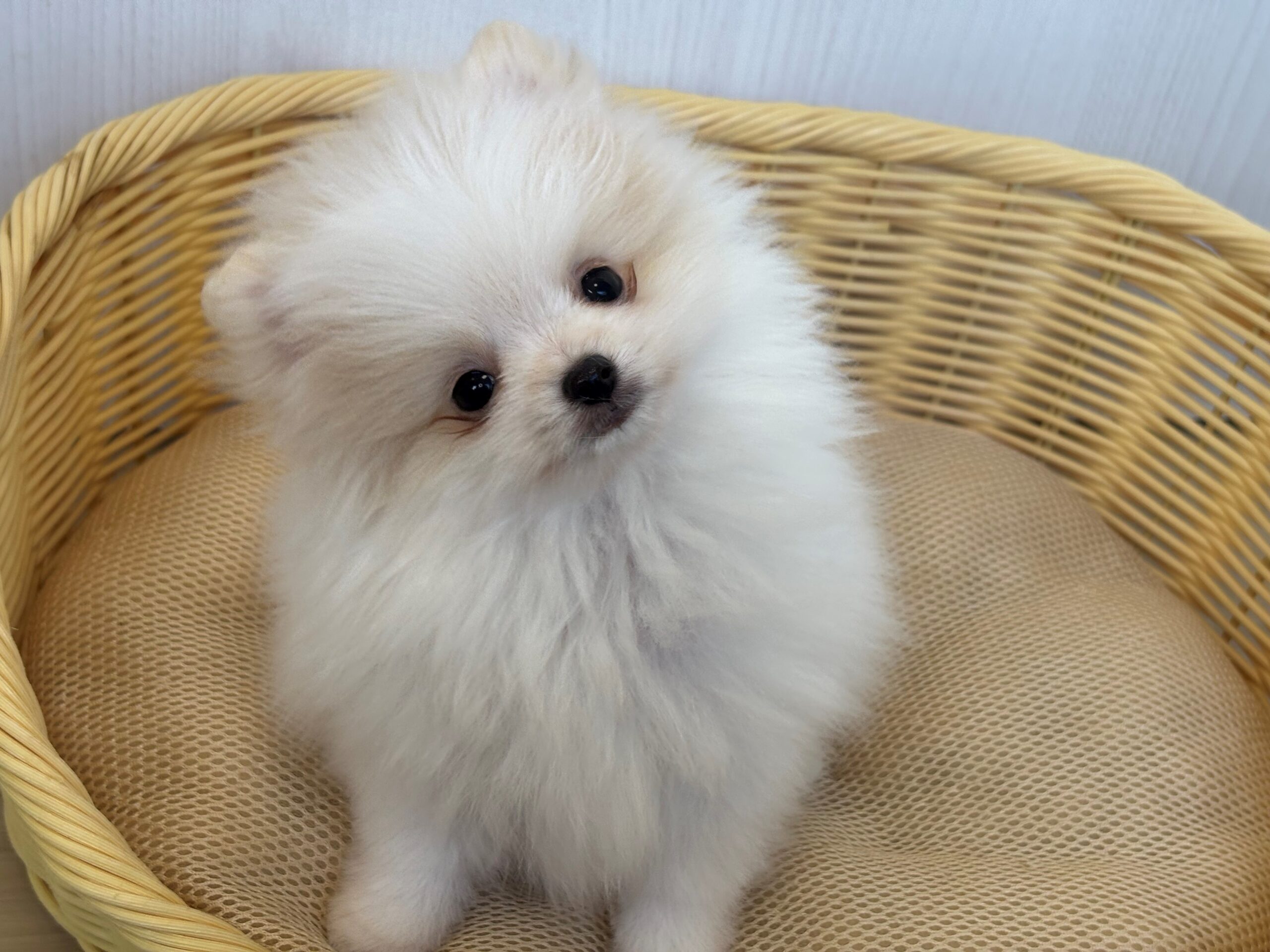 ポメラニアン♂ 2025/11/25生まれ パーティーカラー