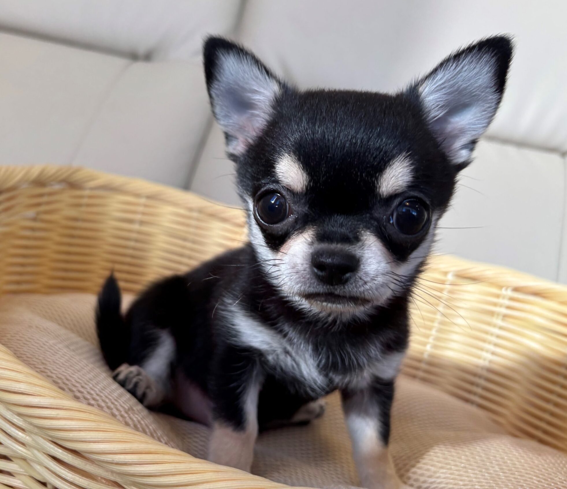 チワワ♀ 2025/10/14生まれ ブラッククリーム