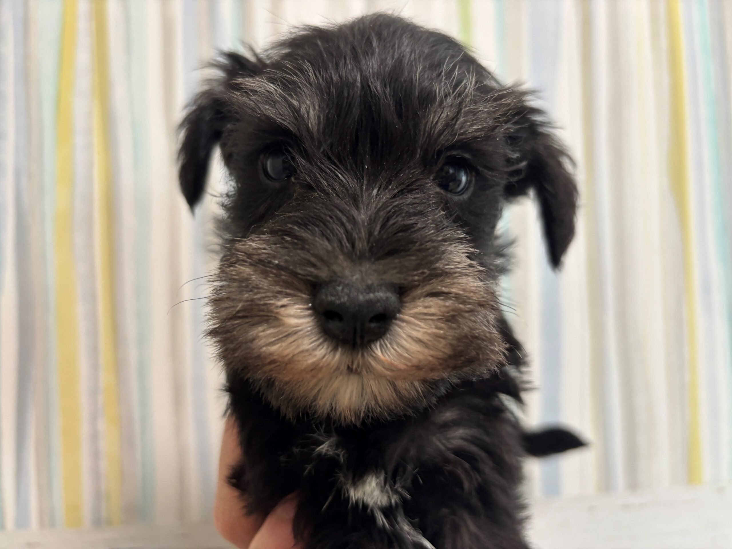 ミニチュアシュナウザー♂ 2026/2/10生まれ ブラック＆シルバー