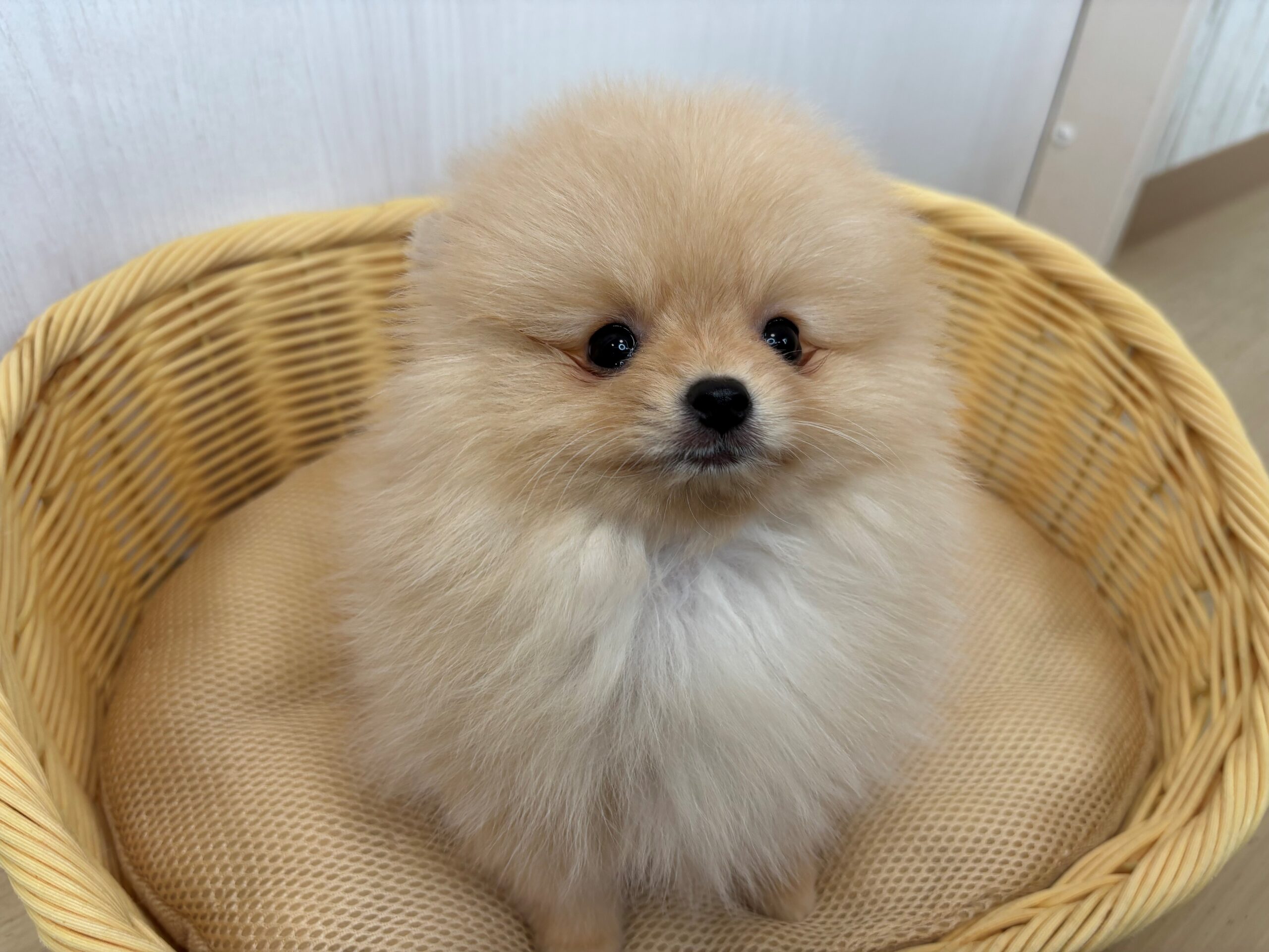 ポメラニアン♀ 2025/11/25生まれ オレンジ