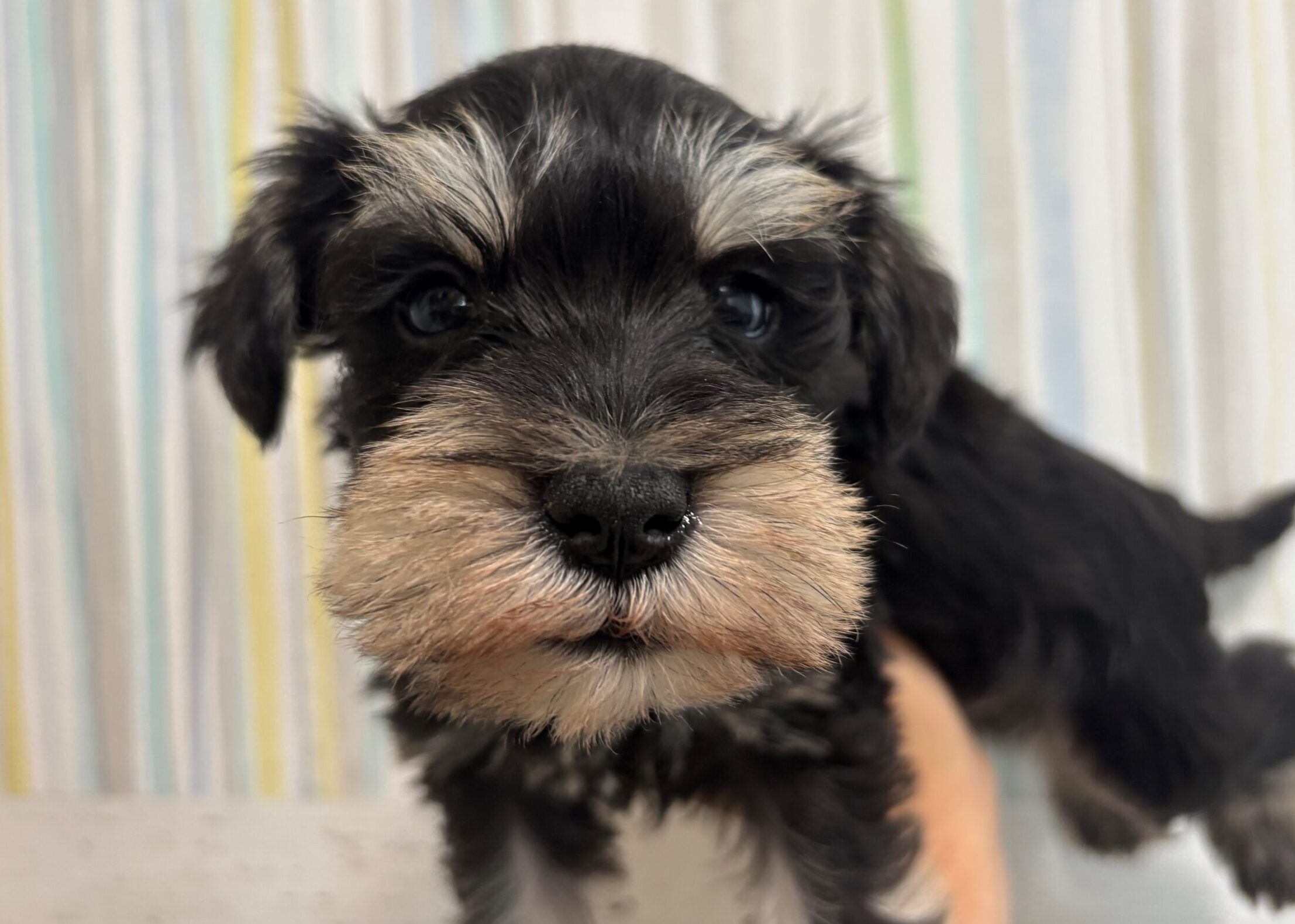 ミニチュアシュナウザー♂ 2026/2/10生まれ ブラック＆シルバー