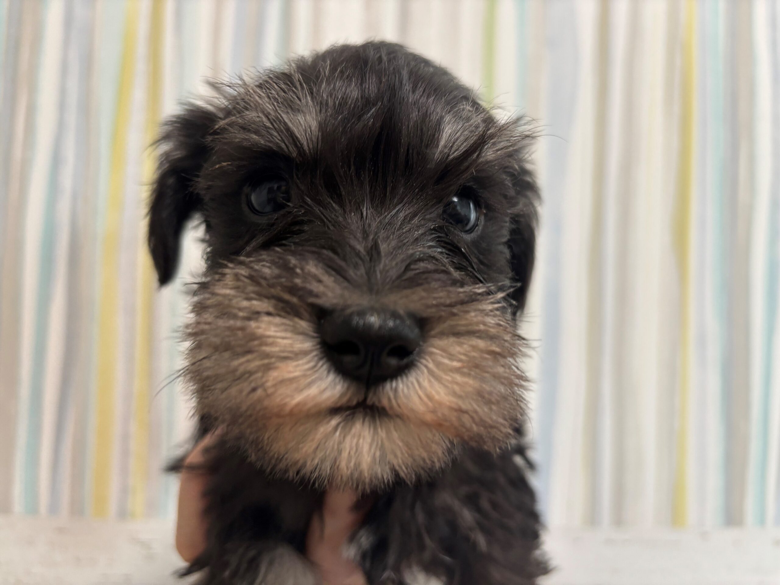 ミニチュアシュナウザー♂ 2026/2/10生まれ ブラック＆シルバー