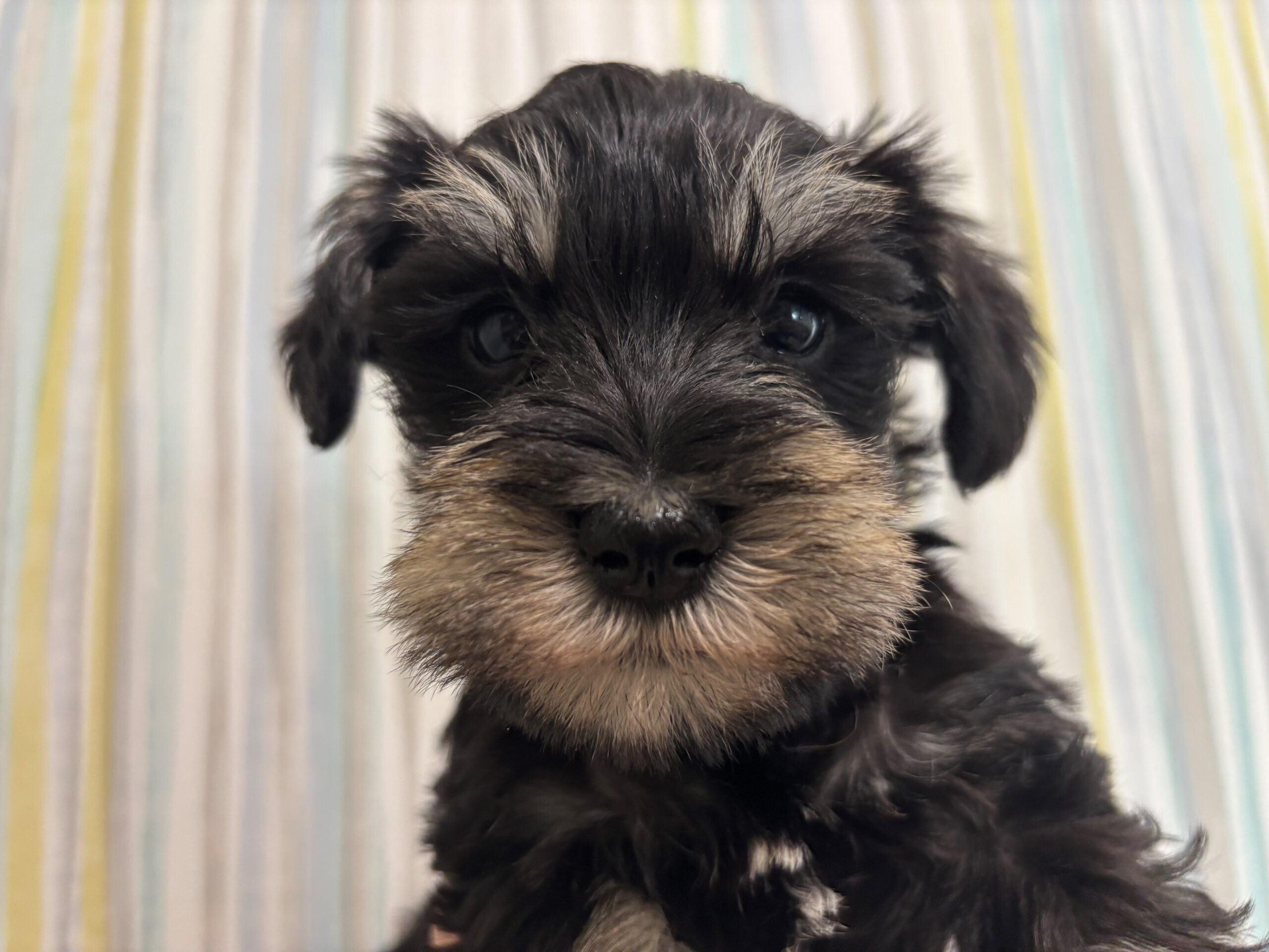 ミニチュアシュナウザー♀ 2026/2/10生まれ ブラック＆シルバー