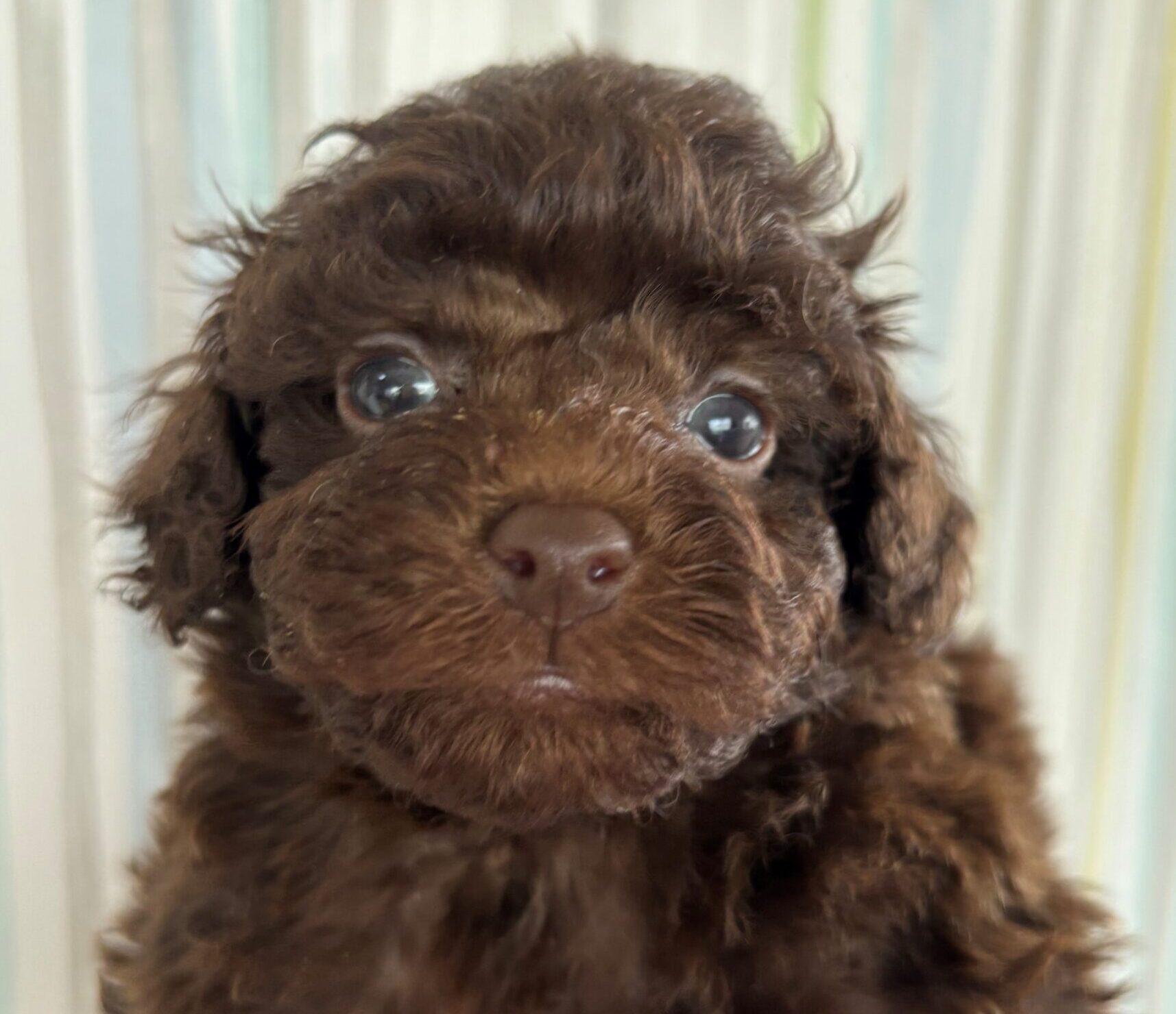 トイプードル♂ 2025/11/5生まれ ブラウン