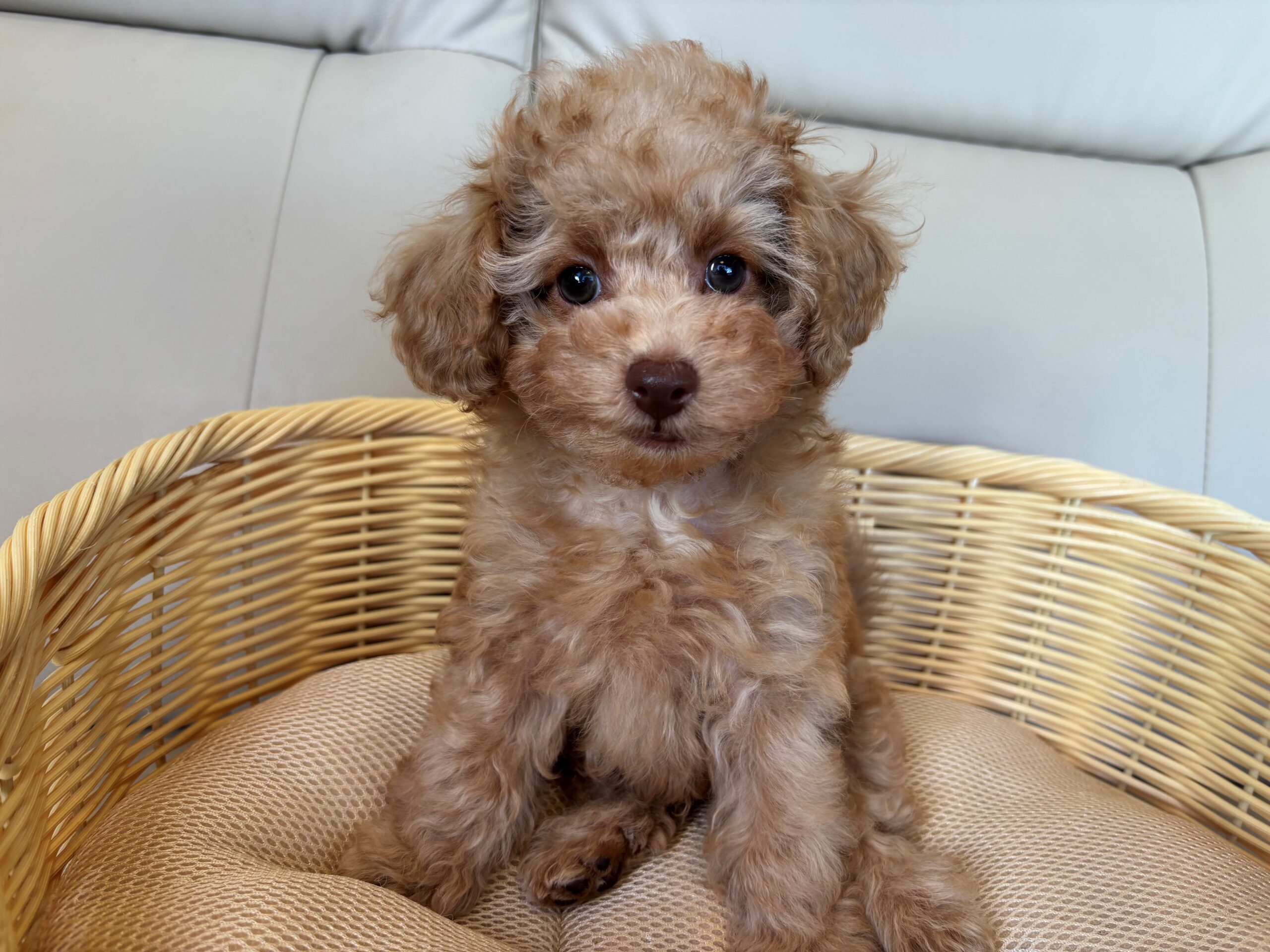 トイプードル♂ 2025/11/5生まれ オレンジ・フォーン