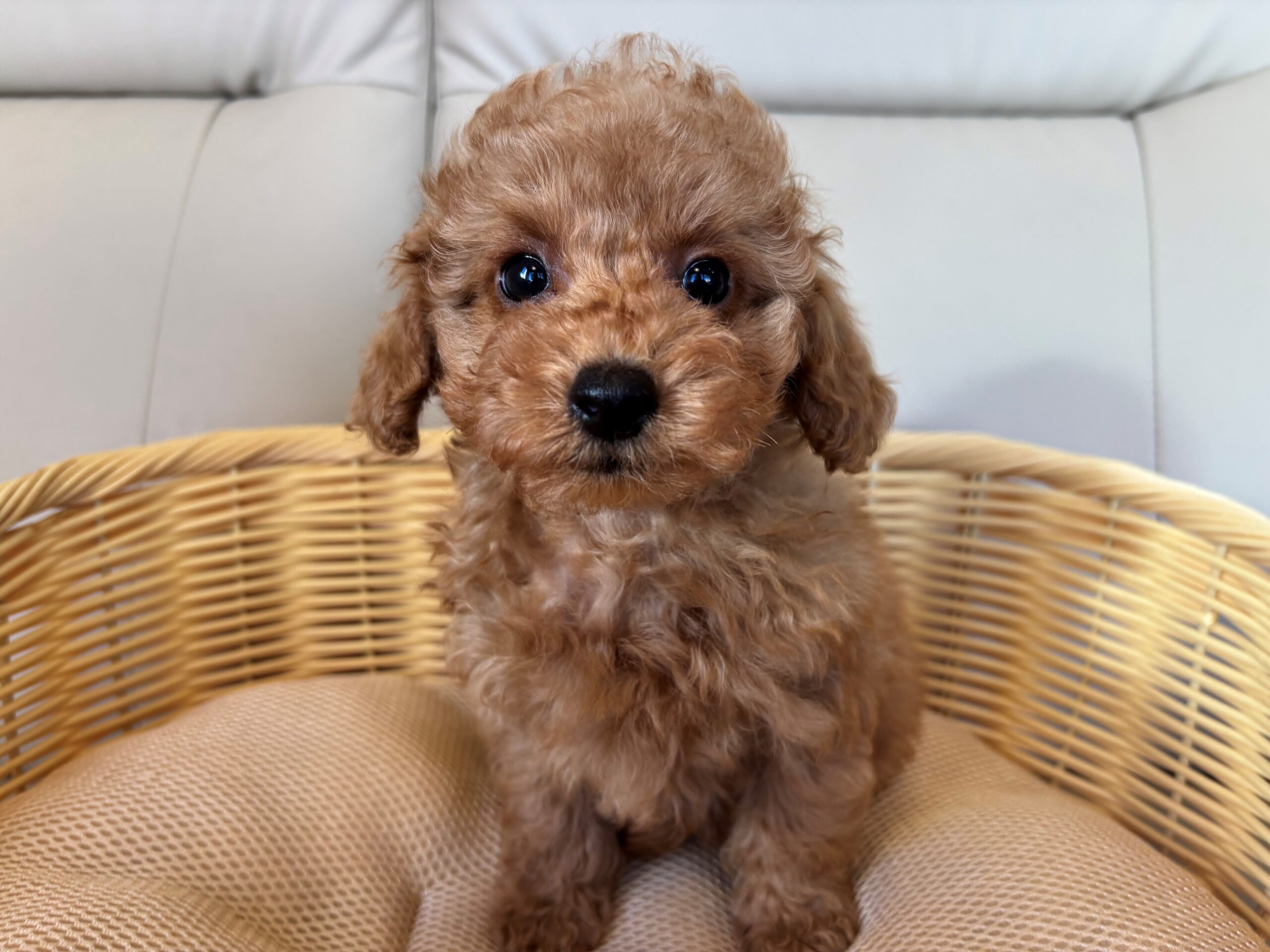 トイプードル♀ 2025/11/5生まれ レッド・フォーン