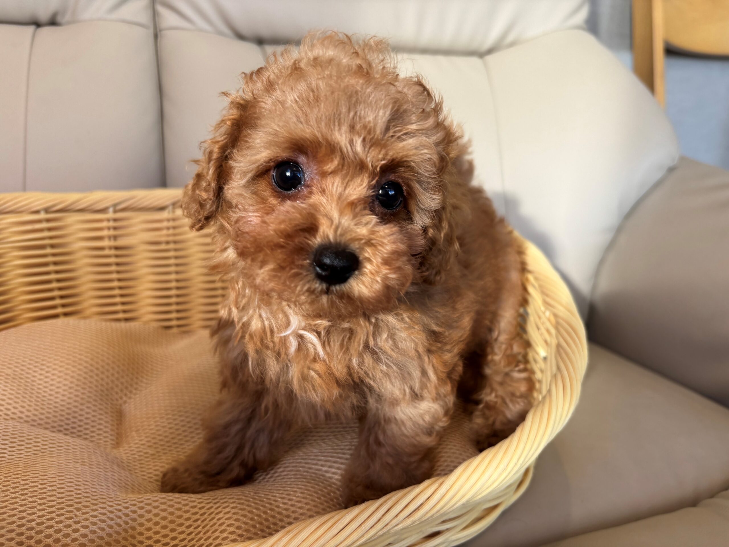 トイプードル♀ 2025/11/5生まれ レッド・フォーン