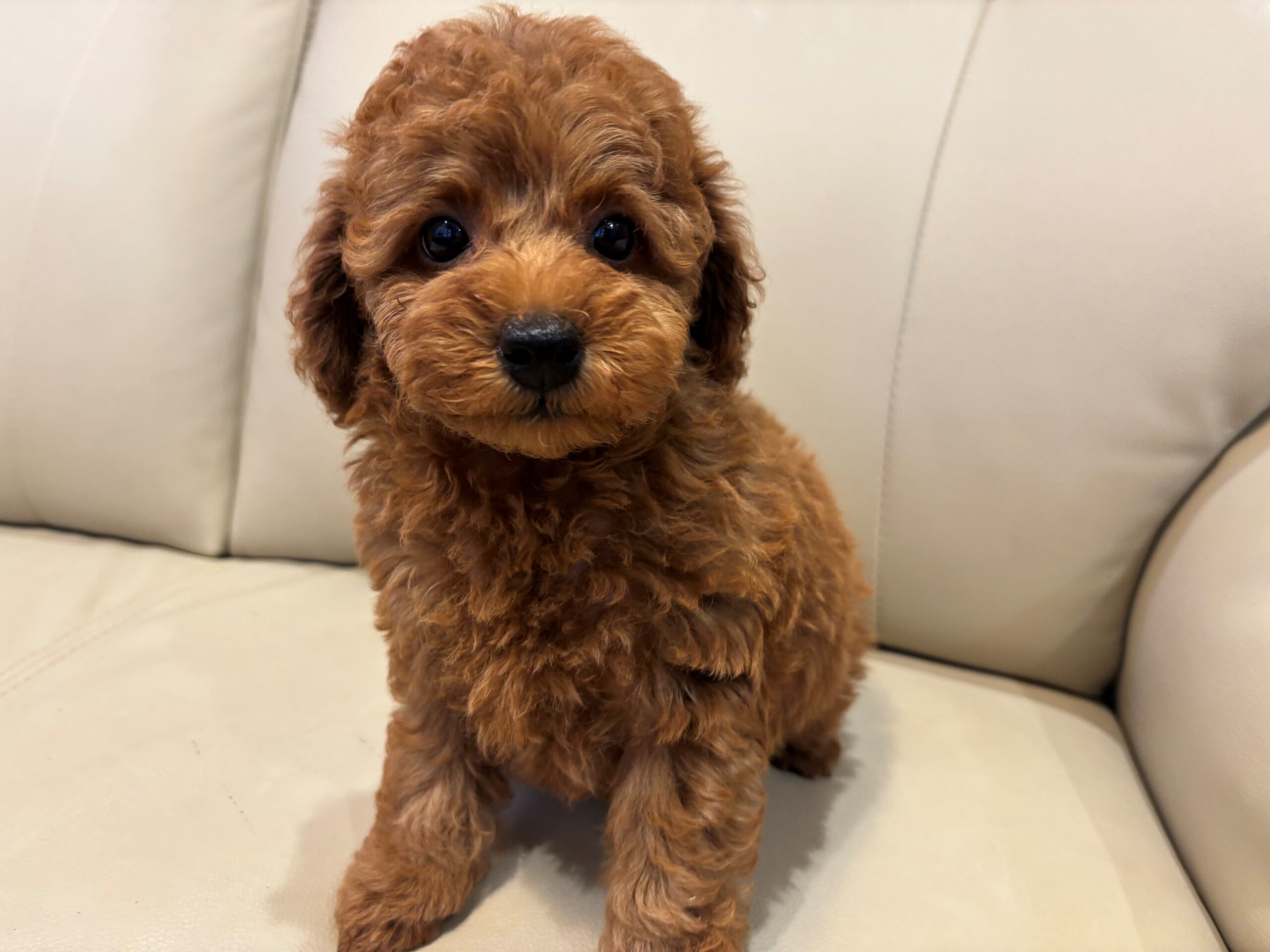 トイプードル♀ 2026/2/17生まれ レッド・フォーン