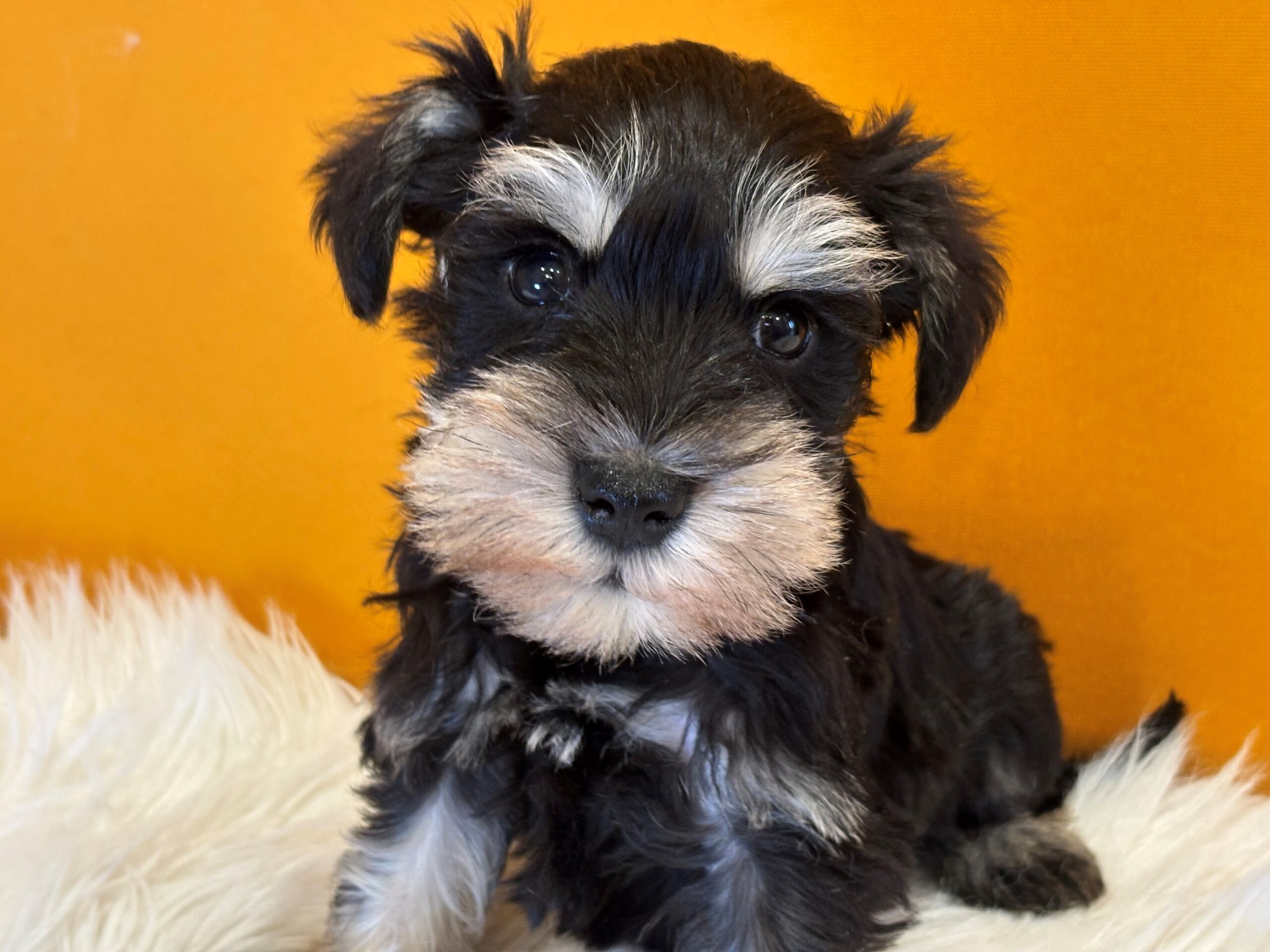 ミニチュアシュナウザー♂ 2026/2/10生まれ ブラック＆シルバー