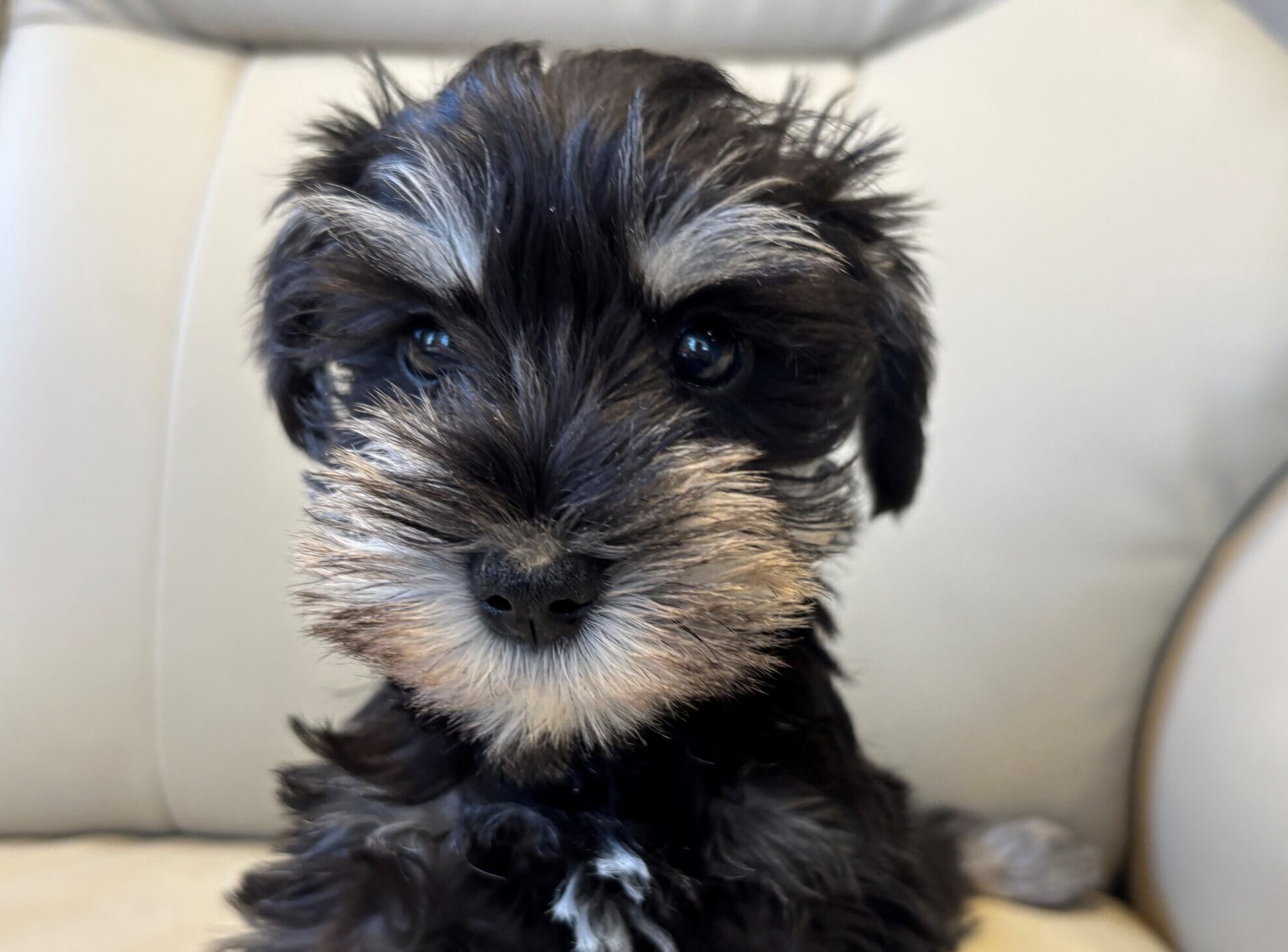 ミニチュアシュナウザー♀ 2026/2/10生まれ ブラック＆シルバー
