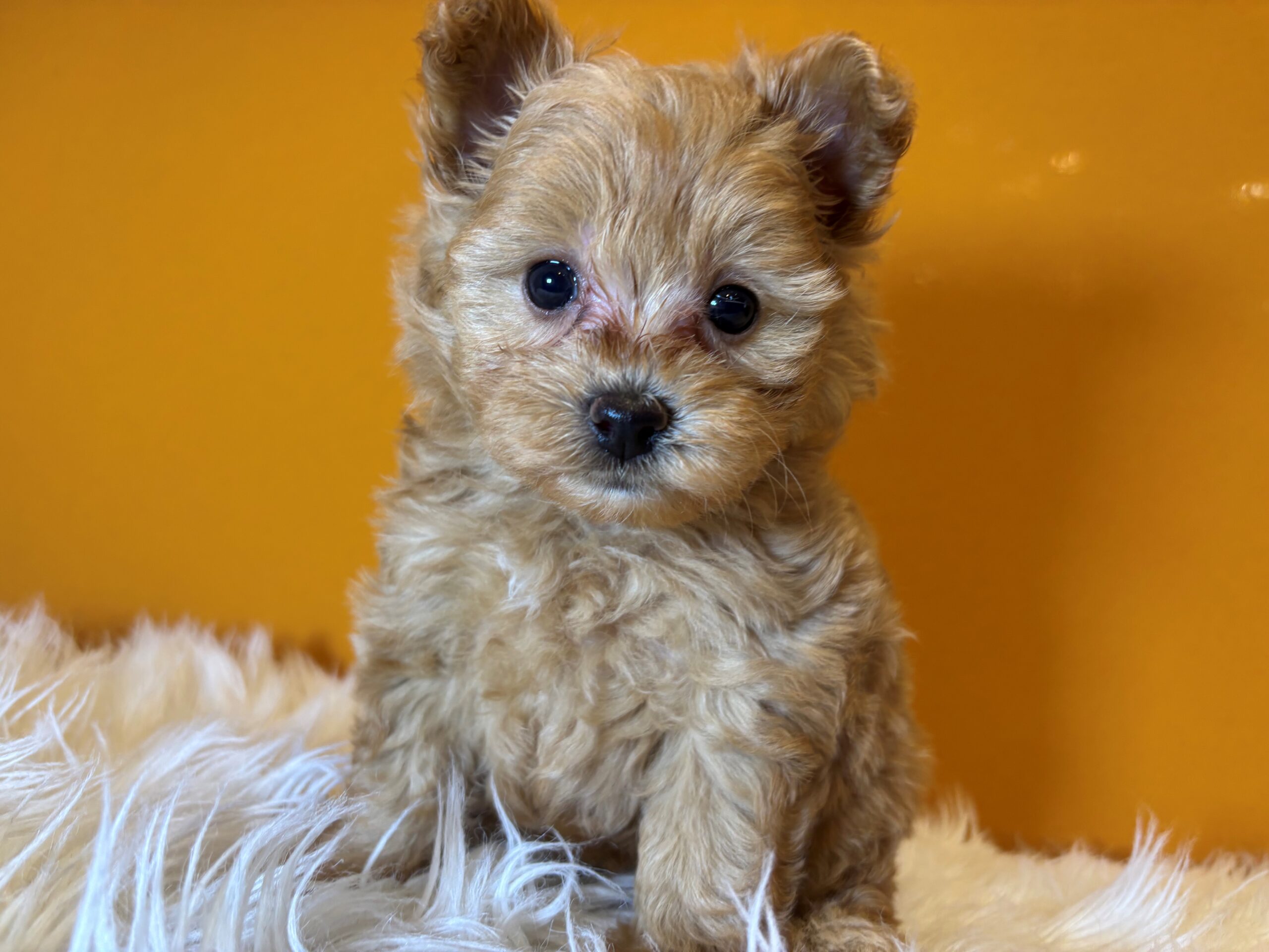 ポメプー(ポメラニアン×トイプードル)♀ 2026/2/21生まれ アプリコット