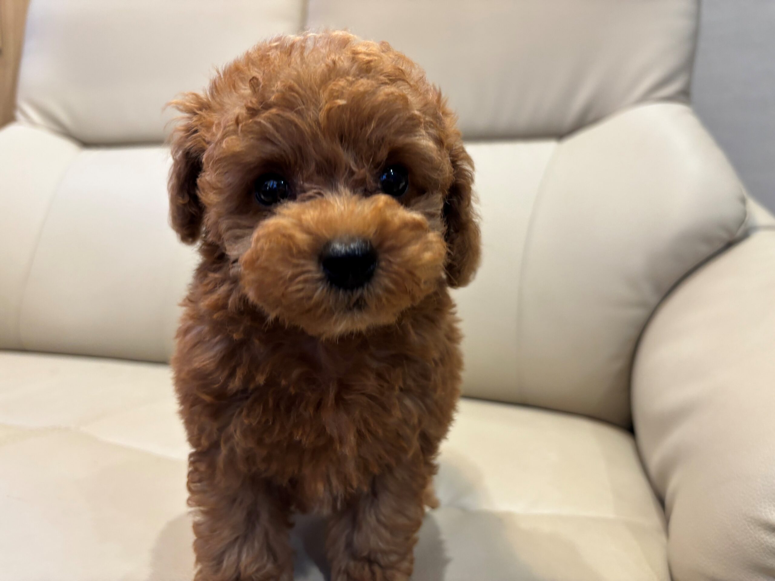 トイプードル♀ 2026/2/17生まれ レッド・フォーン